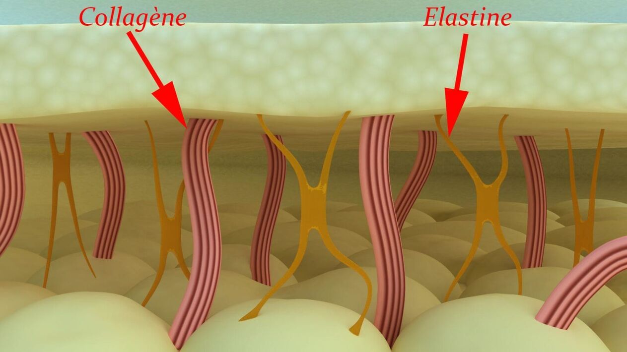Kolagén sareng elastin - protéin struktural kulit